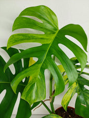 Monstera Aurea
