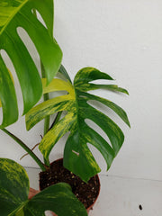 Monstera Aurea