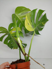 Monstera Aurea