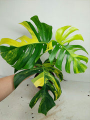 Monstera Aurea