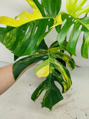 Monstera Aurea