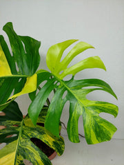 Monstera Aurea