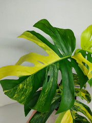 Monstera Aurea