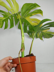Monstera Aurea