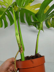 Monstera Aurea