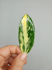 Zamioculcas Zamiifolia Variegata