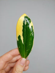 Zamioculcas Zamiifolia Variegata