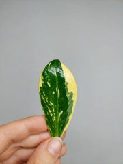 Zamioculcas Zamiifolia Variegata