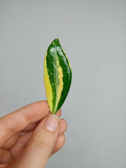 Zamioculcas Zamiifolia Variegata