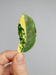 Zamioculcas Zamiifolia Variegata