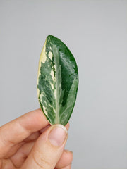 Zamioculcas Zamiifolia Variegata