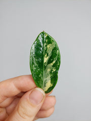 Zamioculcas Zamiifolia Variegata