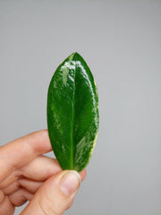 Zamioculcas Zamiifolia Variegata