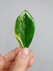 Zamioculcas Zamiifolia Variegata