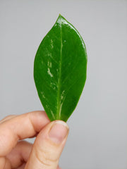 Zamioculcas Zamiifolia Variegata