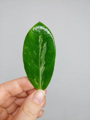 Zamioculcas Zamiifolia Variegata