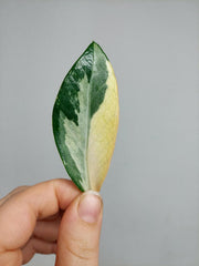 Zamioculcas Zamiifolia Variegata