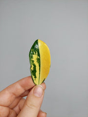 Zamioculcas Zamiifolia Variegata
