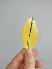 Zamioculcas Zamiifolia Variegata