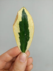 Zamioculcas Zamiifolia Variegata