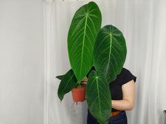 Anthurium Warocqueanum x Waterburyanum