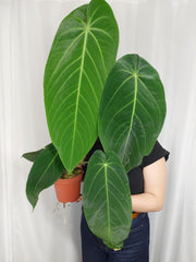 Anthurium Warocqueanum x Waterburyanum