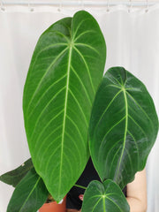 Anthurium Warocqueanum x Waterburyanum