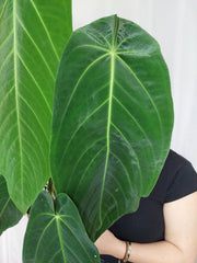 Anthurium Warocqueanum x Waterburyanum