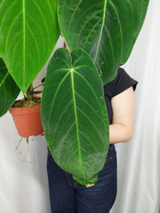 Anthurium Warocqueanum x Waterburyanum