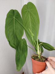 Anthurium Warocqueanum x Waterburyanum