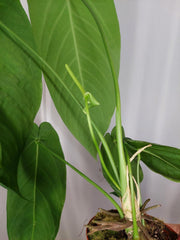 Anthurium Warocqueanum x Waterburyanum