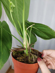 Anthurium Warocqueanum x Waterburyanum