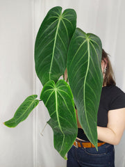 Anthurium Warocqueanum x Waterburyanum