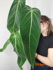 Anthurium Warocqueanum x Waterburyanum