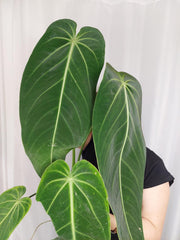 Anthurium Warocqueanum x Waterburyanum