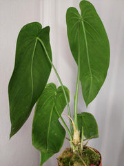 Anthurium Warocqueanum x Waterburyanum