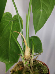 Anthurium Warocqueanum x Waterburyanum