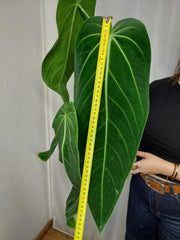 Anthurium Warocqueanum x Waterburyanum