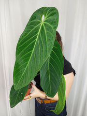 Anthurium Warocqueanum x Waterburyanum