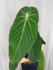 Anthurium Warocqueanum x Waterburyanum