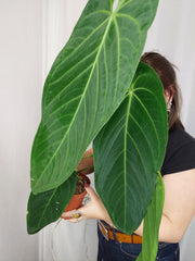 Anthurium Warocqueanum x Waterburyanum