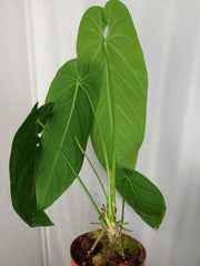 Anthurium Warocqueanum x Waterburyanum