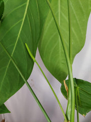 Anthurium Warocqueanum x Waterburyanum