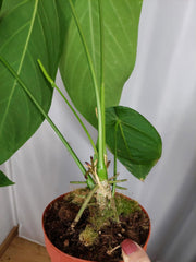 Anthurium Warocqueanum x Waterburyanum