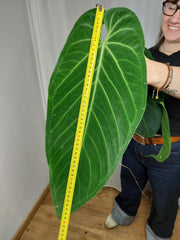 Anthurium Warocqueanum x Waterburyanum