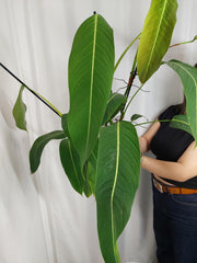 Philodendron Heterocraspedon