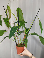Philodendron Heterocraspedon