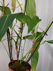 Philodendron Heterocraspedon