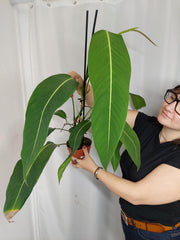 Philodendron Heterocraspedon