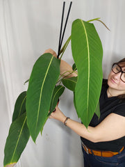 Philodendron Heterocraspedon